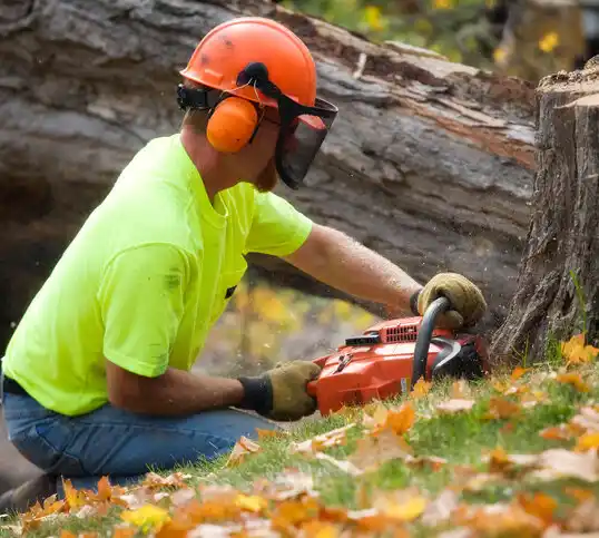 tree services Ocean Grove